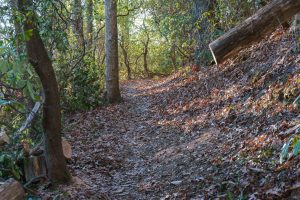 Sycamore Cove Trail Maintenance