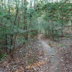 Sycamore Cove Trail Hemlocks