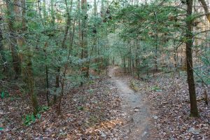 Sycamore Cove Trail Hemlocks