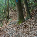 Roots and Blue Blazes on Sycamore Cove