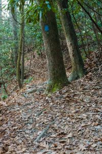 Roots and Blue Blazes on Sycamore Cove