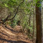 Sycamore Cove Trail on the Ridge