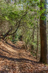 Sycamore Cove Trail on the Ridge