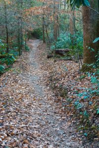 Sycamore Cove Trail End