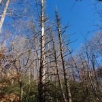 Dead Hemlocks on the Thrift Cove Trail