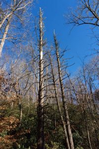 Dead Hemlocks on the Thrift Cove Trail