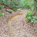 Fletcher Creek Trail Turn