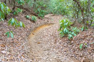 Fletcher Creek Trail Turn