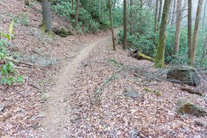 Fletcher Creek Trail in Cove