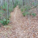 Straight Section of the Fletcher Creek Trail