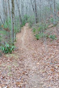 Straight Section of the Fletcher Creek Trail