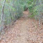 Straight Section of the Fletcher Creek Trail