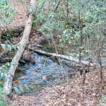 Old Log Bridge Location on Spencer Branch