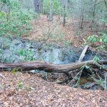 Old Log Bridge Location on Spencer Branch