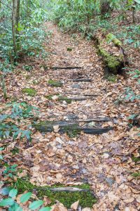 Old Railroad Ties on Spencer Branch