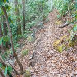 Bottom of Spencer Branch Trail