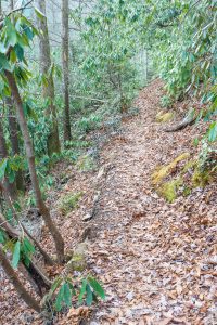 Bottom of Spencer Branch Trail