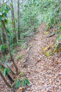 Bottom of Spencer Branch Trail