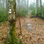 Bridges Camp Gap Trail Junction