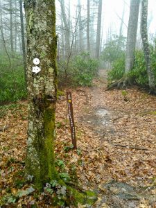 Bridges Camp Gap Trail Junction