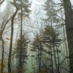 Spruces in Fog