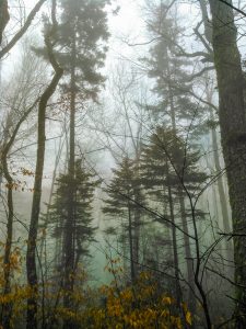 Spruces in Fog