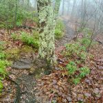 Foggy Sretch of the Mountains to Sea Trail