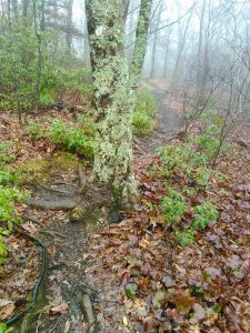 Foggy Sretch of the Mountains to Sea Trail