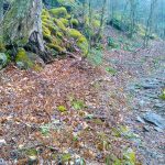 Bridges Camp Gap Trail Tree and Moss