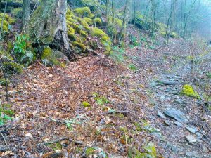 Bridges Camp Gap Trail Tree and Moss