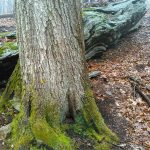 Big Tree on Bridges Camp Gap