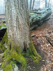 Big Tree on Bridges Camp Gap