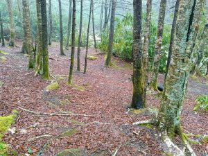 Campsite beside the East Fork