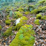 Mossy Rocks on Bridges Camp Gap