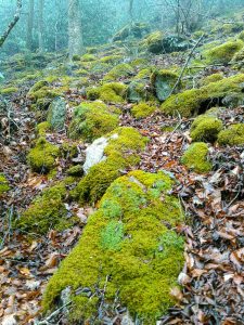 Mossy Rocks on Bridges Camp Gap