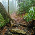 Bridges Camp Gap trail in Fog