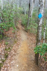 Blue Blaze on the Lower Piney Trail