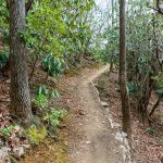 Straight Section of Lower Piney Trail