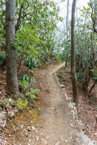 Straight Section of Lower Piney Trail