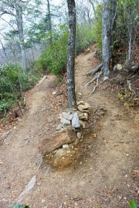 Tree in Switchback