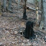 Burned Stump from the November 2016 Forest Fire