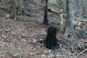 Burned Stump from the November 2016 Forest Fire