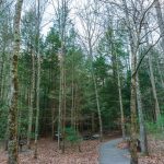 Jacob Fork Picnic Area