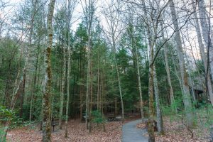 Jacob Fork Picnic Area