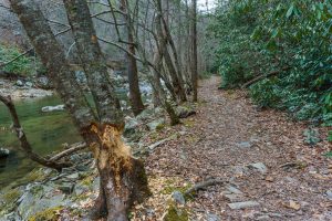 Busy Beavers on the Laurel River Trail