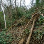 Fallen Trees beside the Laurel River Trail