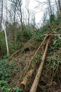 Fallen Trees beside the Laurel River Trail