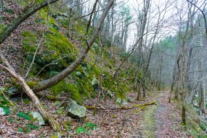 Rocky Slopes above the Laurel River Trail