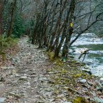 Rocky Stretch of Laurel River Trail