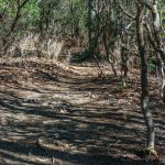 Bennett Gap and Coontree Loop on the Ridge